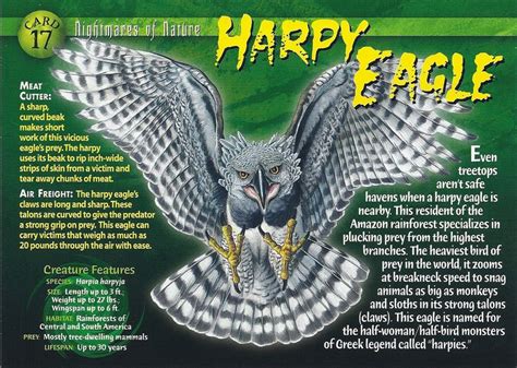 Harpy Eagle Harpy Eagle Weird Creatures Weird Animals