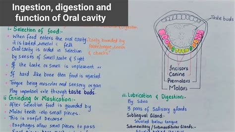 Digestion In Oral Cavity Digestion In Man Oral Cavity Salivary