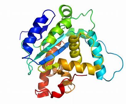 Protein Structure Rainbow Commons Proteins Wikimedia Structures