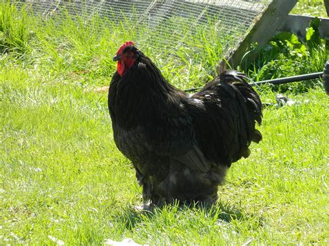 Hairy Legs Rooster Photograph By Amy Kirby