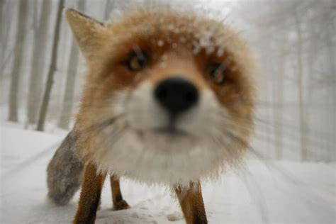 24 Funny Fox Pictures That Will Make You Fall In Love With Them