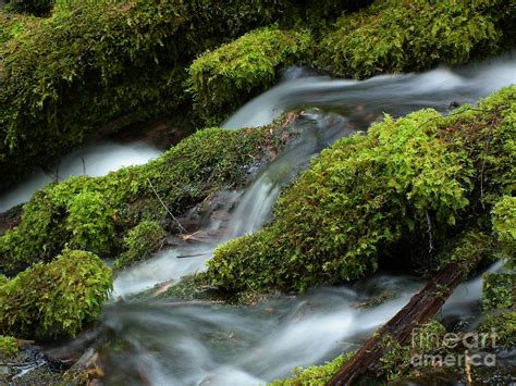 Mossy Stream Photograph By Terry Dorvinen Pixels