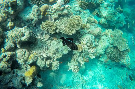 Exotic Marine Life Near Maldives Island Stock Image Image Of Ocean