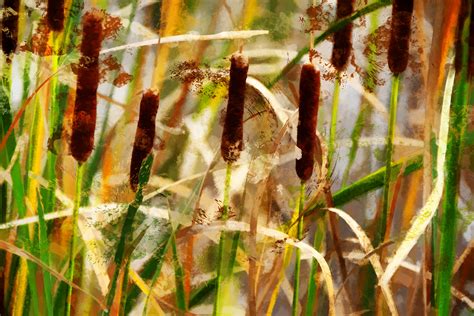 Cattails Free Stock Photo Public Domain Pictures