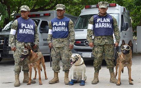 Frida Evil Y Eco ¿qué Ha Pasado Con Los Perros Rescatistas El Sol