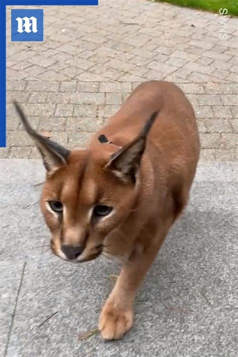 Domesticated Caracal Lives As An Exotic Pet With Owners Pet I Didn