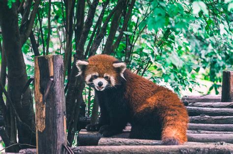 Chengdu China A City That May Surprise You