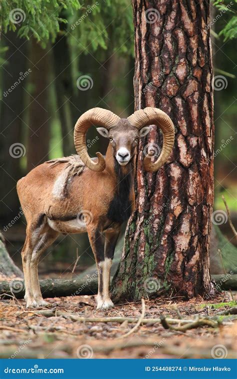 Beautiful Majestic European Mouflon Ram Stock Photo Image Of Natural
