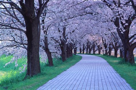 Nature Cherry Blossoms Trees Walk Path 1920x1272 Wallpaper High Quality
