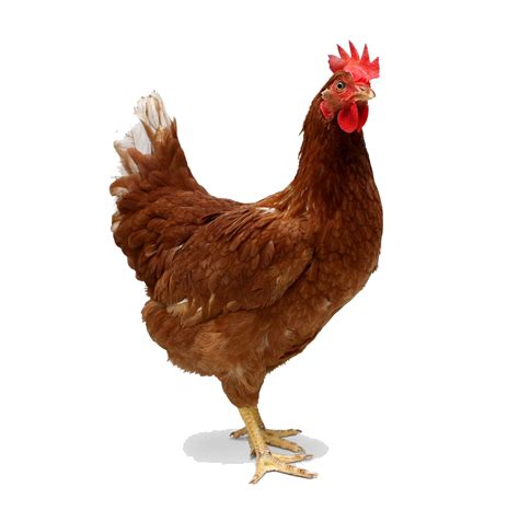 Just import your png image in the editor on the left and you will instantly get a transparent png on the right. Download Chicken Transparent HQ PNG Image | FreePNGImg