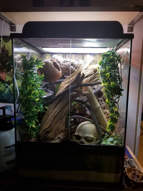 Hows My New Crested Gecko Enclosure Reptiles