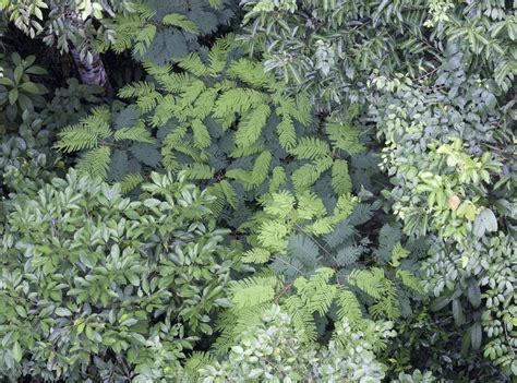 These layers are the emergent layer, the canopy layer, the understory layer, and the forest floor. Amazon rainforest, Peru. | The rainforest canopy in the ...