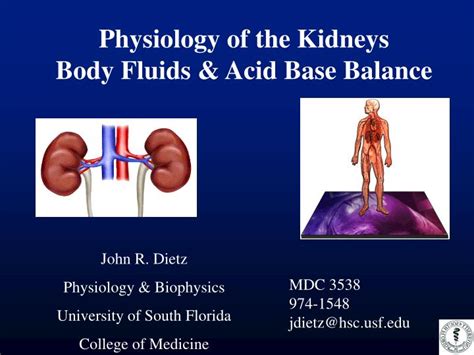 Ppt Physiology Of The Kidneys Body Fluids And Acid Base Balance