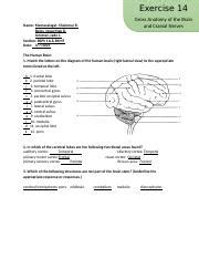 Exercise Docx Exercise Gross Anatomy Of The Brain And
