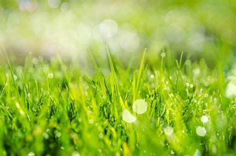 Spring Grass In Sun Light Free Stock Photo Public Domain Pictures