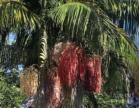 Palm Tree With Red Berries On It Pic 2 Photograph By Sofia Goldberg