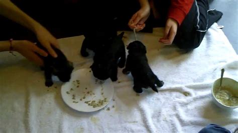 Your puppy should eat three small meals a day. Schnauzer Puppies eating 1st solid food @ 3 weeks - YouTube