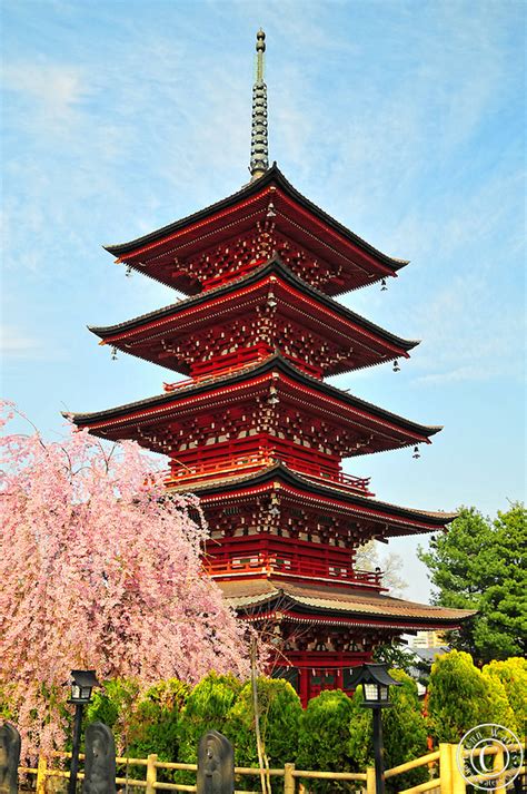 Japan Pagoda In Spring Sakura
