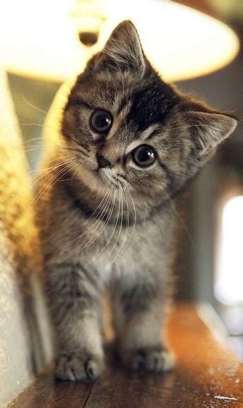 Just A Kitten To Brighten Your Day 9gag