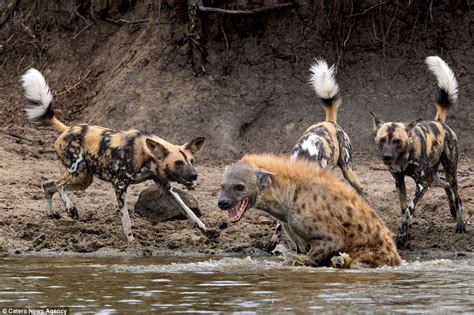 Photographer Marc Mol Catches A Hyena Escaping Wild Dogs In Sabie Sand