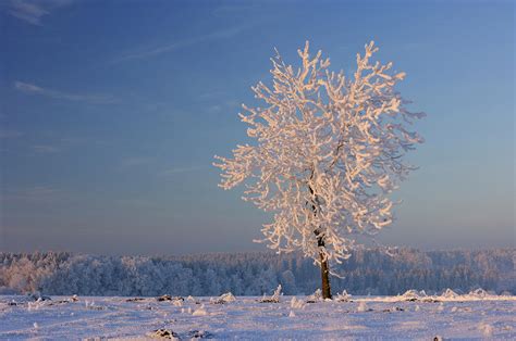 Tree With Hoar Frost Sunrise By Martin Ruegner