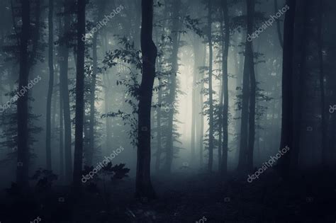 Dark Forest With Fog Stock Photo By ©photocosma 21510387