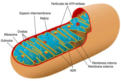¿quÉ Es La Mitocondria