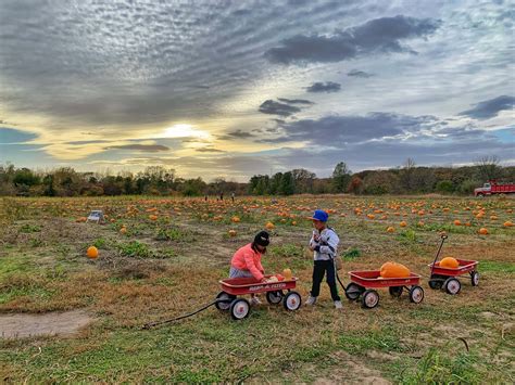 Pumpkin Picking at Enjoy Pioneer Farm in Hampshire - O the Places We Go
