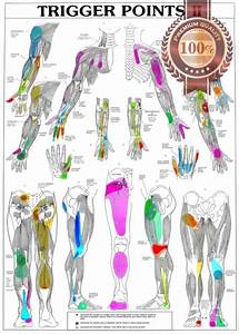 Trigger Points Part 2 Anatomical Diagram Chart Anatomy Print Premium
