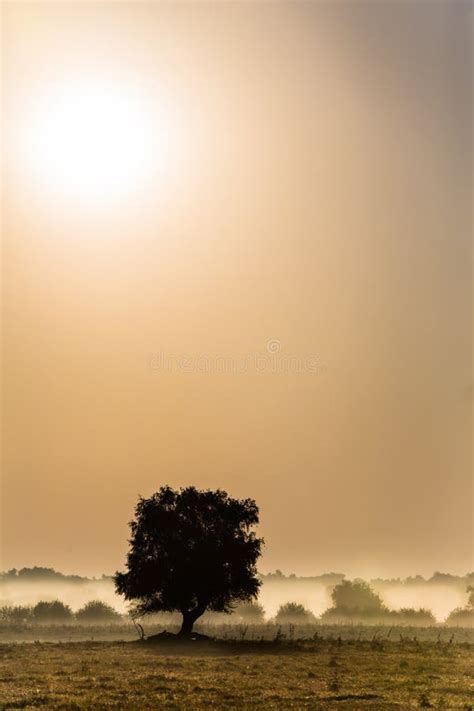 Beautiful Foggy Landscape Stock Photo Image Of Land 44593380