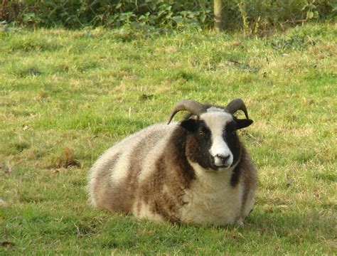 Fat Goat View On Black Ravensthorpe Flickr