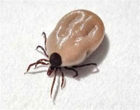 Tick Numbers Surge In Southern England Scops News