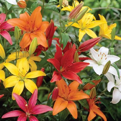 Asiatic Lily Mixed Brecks Premium Bulbs