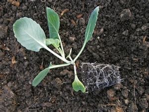 Find here a cabbage farming business plan with method, practices, varieties, stages. How To Grow Red Cabbages - Vegetable Gardening