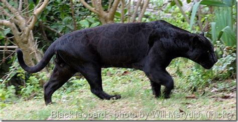 Black panther is a melanistic (black pigmented) big cat. World Images Gallery: Black Panther