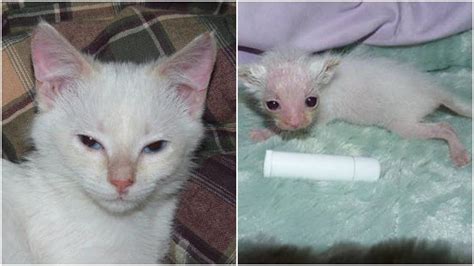 This Kitten Was As Tiny As A Chap Stick Thanks To Love This Is How He