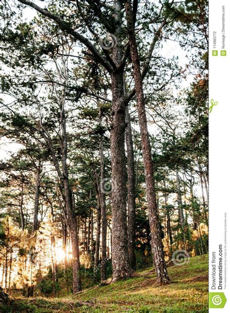 Beautiful Pine Forest In Baguio Luzon Phillippines Stock Photo