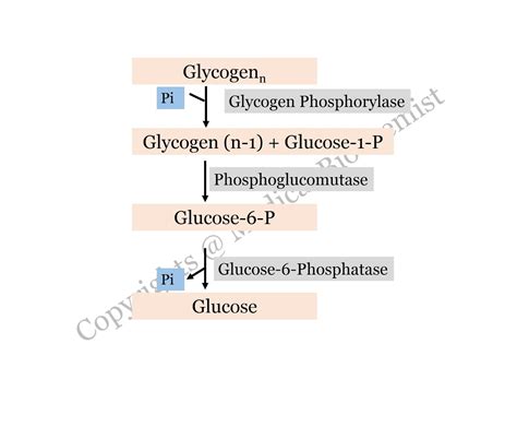 Glycogen Synthesis And Breakdown Pathway Biochemistry Microbiology