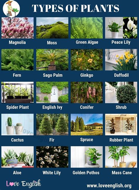 Different Types Of Outdoor Plants With Pictures And Names