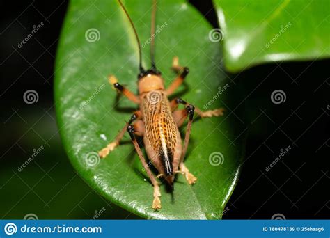 Especies Nativas De Insectos En La Selva Imagen De Archivo Imagen De