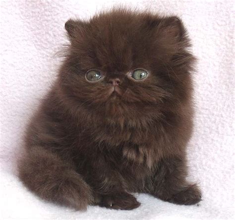 Himalayan Kitten For Sale 9 Fabulous Persian Cats