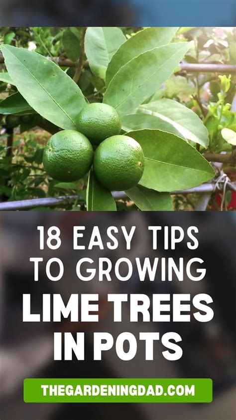 How To Grow Lime Trees In Pots 10 Easy Tips Video Video Fruit