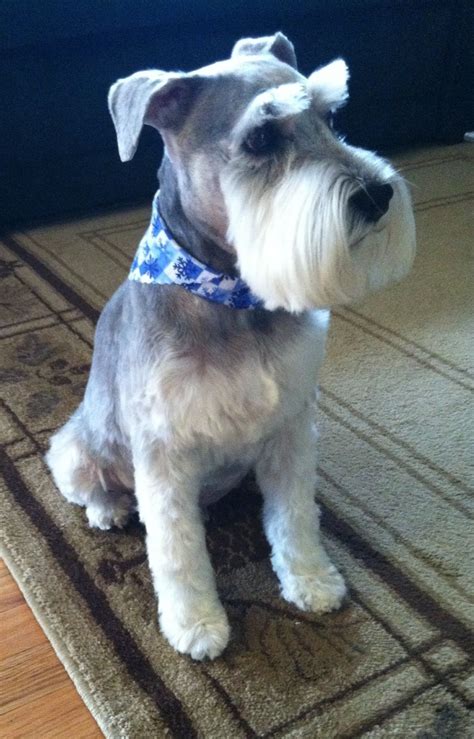 Sarge Is Ready For Christmas Schnauzer Grooming Dog Grooming Styles