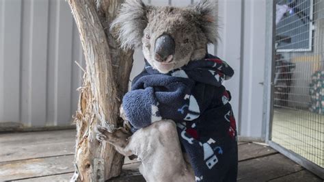 Koala Rescue Adelaide Hills Use Coats To Keep Koalas Warm Like Danny