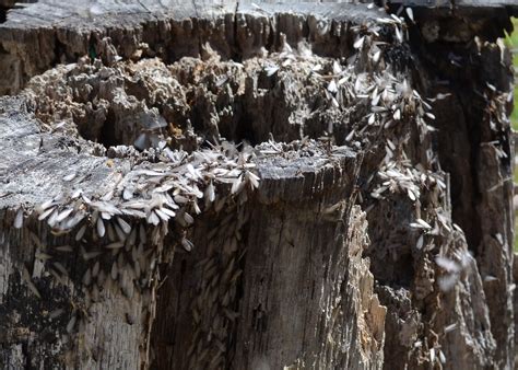 Termites In Tree Stump Near House Sol Walling