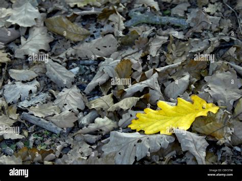 Yellow Autumn Leaf Stock Photo Alamy