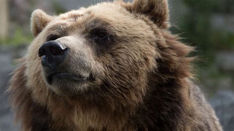 Ours Grizzli Zoo Sauvage De Saint Félicien