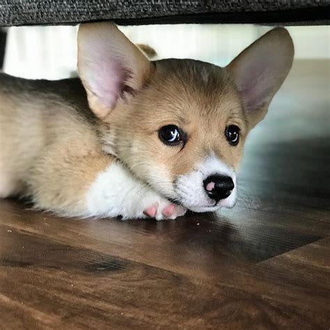 Our standards for pembroke welsh corgi breeders in florida were developed with leading veterinarians and animal welfare experts. Corgi Puppies For Adoption In Florida