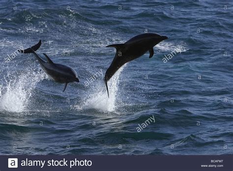 Leaping Bottlenose Dolphins Gulf Of California Mexico Stock Photo Alamy