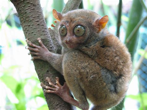 The big eyes are for detecting movement, while the other 3 are for detecting light. Tarsiers - The Big-Eyed, Ancient, Nocturnal Mammal ...